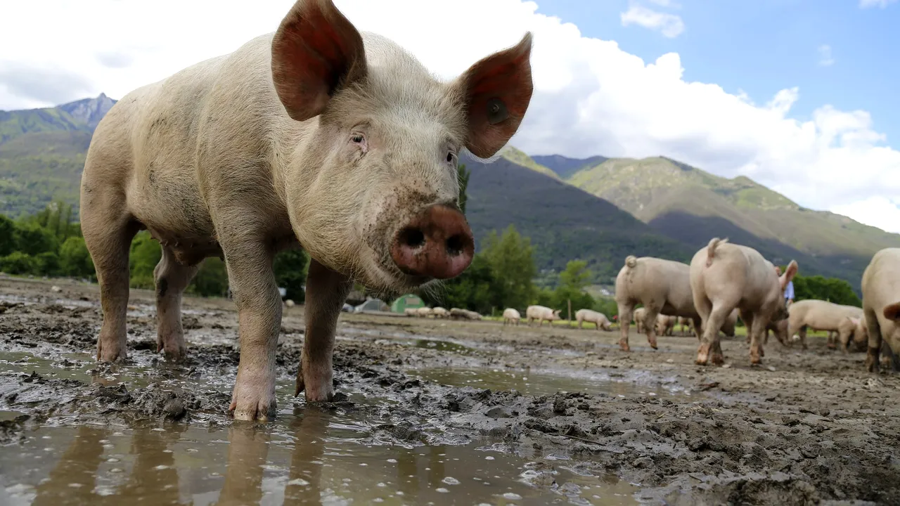 Incident neașteptat. Un porc căzut dintr-o mașină pe autostrada A1 Orăștie-Sibiu