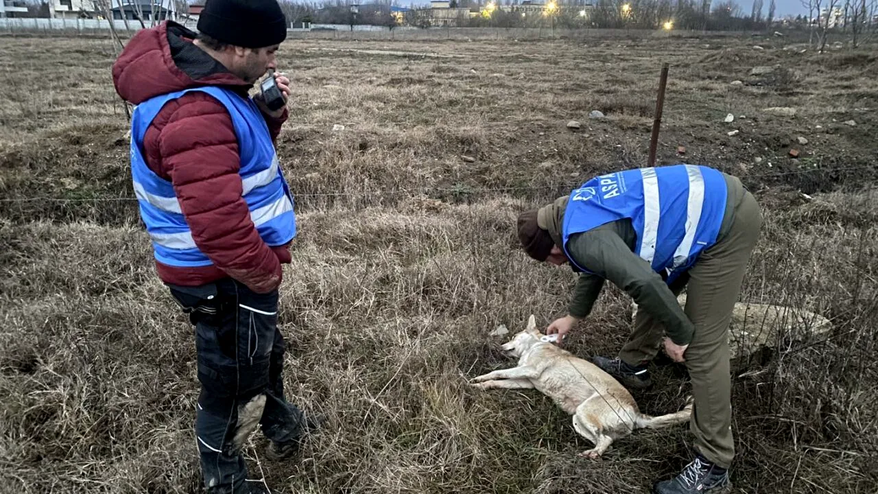 Ce salariu încasează un angajat la Autoritatea pentru Supravegherea şi Protecţia Animalelor (ASPA). La sumă se mai adaugă și alte sporuri