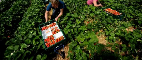 Britanicii se tem iar de români. Cum vor fi afectate recoltele de fructe și legume după ridicarea restricțiilor de pe piața muncii