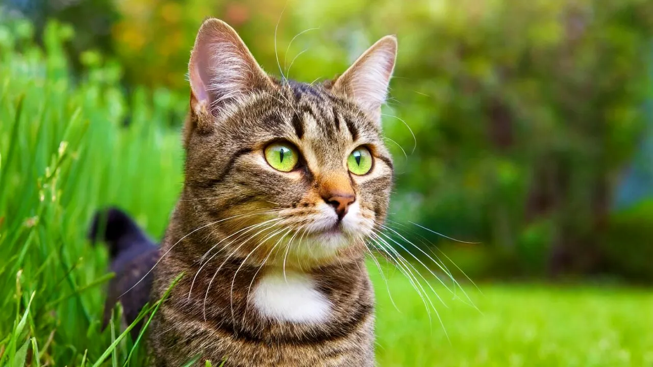 „Mieunatul de ajutor” după o masă copioasă a avut ecou la urechile pompierilor. Cum au găsit salvatorii PISICUȚA pofticioasă?