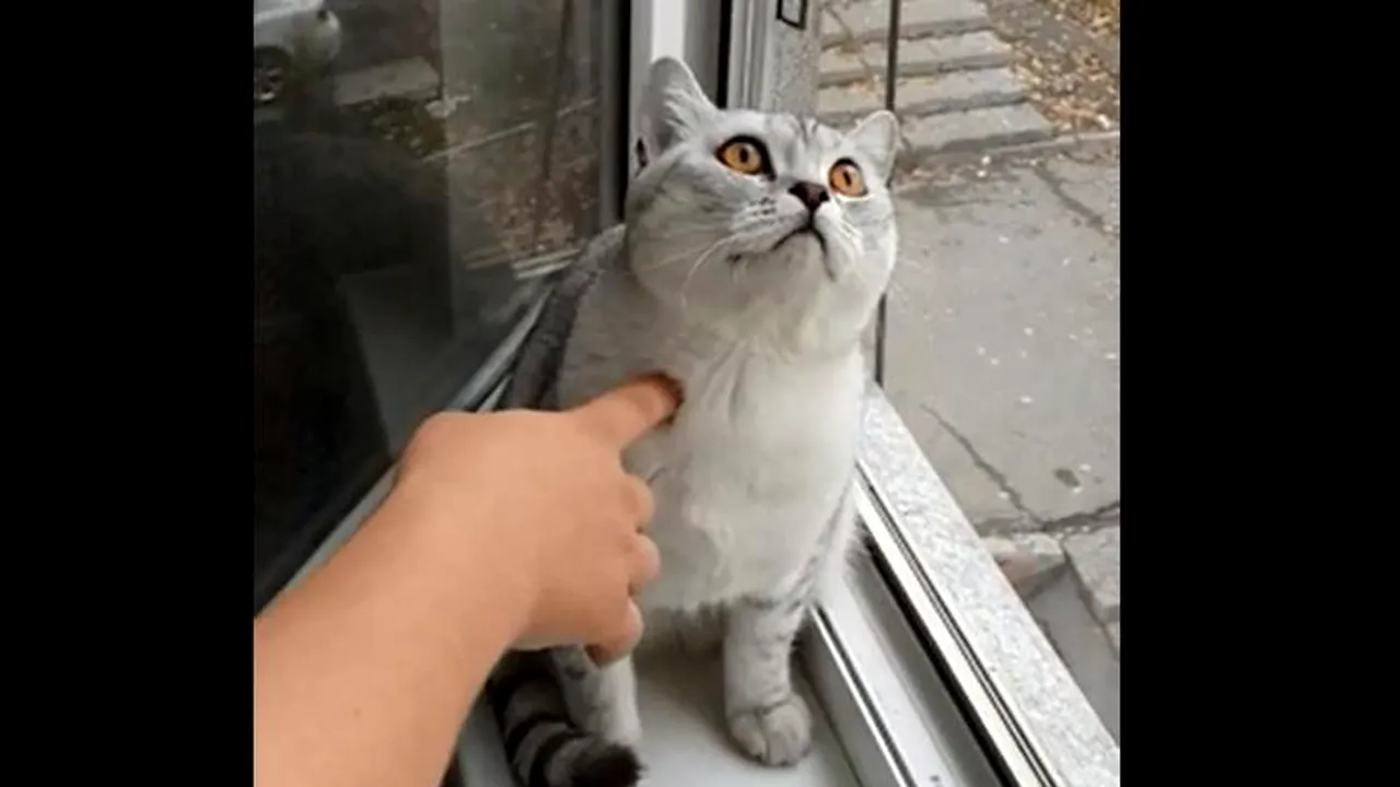 Reală sau împăiată? Ce este în neregulă cu această pisică