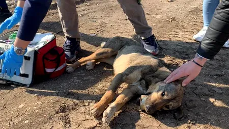 Chinul cumplit al unui câine căruia i s-a blocat limba într-o conservă: „Am reușit să-l tranchilizez de la mare distanță”