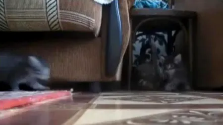 VIDEO. Ce se întâmplă atunci când doi pisoi gonesc cu prea mare viteză