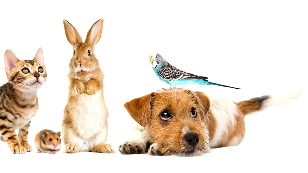 Oamenii și-au luat mai multe animale de companie în pandemie. Românii au cheltuit anul trecut peste 3 miliarde de lei