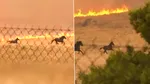 Imagini virale din Grecia: Trei cai aleargă disperați printre flăcări pentru a-și salva viața. Ce s-a întâmplat cu animalele