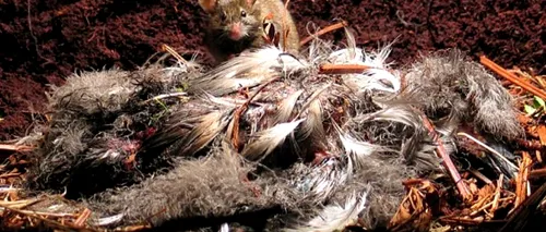 Invazia de șoareci în Marea Britanie pune în pericol păsările din speciile rare