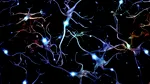 Financial Times: O echipă de cercetători condusă de un savant de origine română a recreat pentru prima dată un circuit CEREBRAL