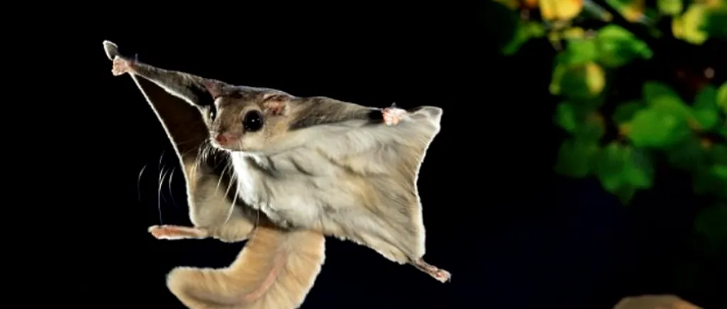 GALERIE FOTO. Imagini inedite cu veverițele zburătoare 