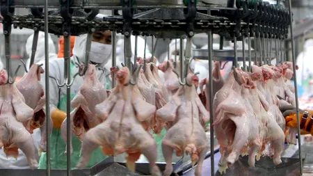 Ce conține carnea de pui scoasă la vânzare în supermarketuri