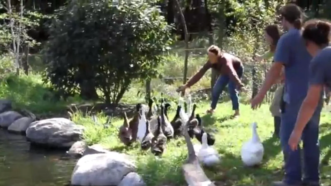 VIDEO. Rațele care fug de apă mâncând pământul. Cum au fost convinse că pe baltă e, de fapt, cel mai bine