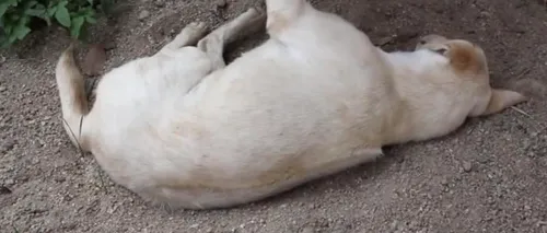 VIDEO. Cum încearcă un pui de elefant să trezească un câine