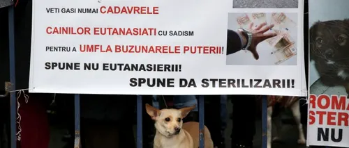 Protest în Parcul Izvor: 100 de persoane au cerut oprirea eutanasierii câinilor maidanezi
