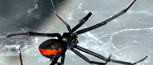 15 lucruri fascinante despre păianjeni pe care probabil nu le știai. Cum arată devoratorul de păsări
