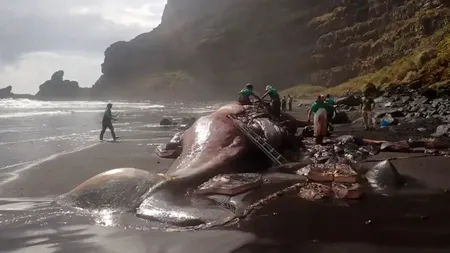 „Comoară” de o jumătate de milion de dolari, descoperită într-o balenă moartă eșuată în Insulele Canare. Ce este „aurul plutitor”