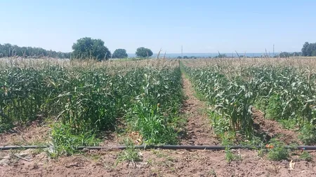 Pepenii de Dăbuleni, înlocuiți cu porumbul zaharat