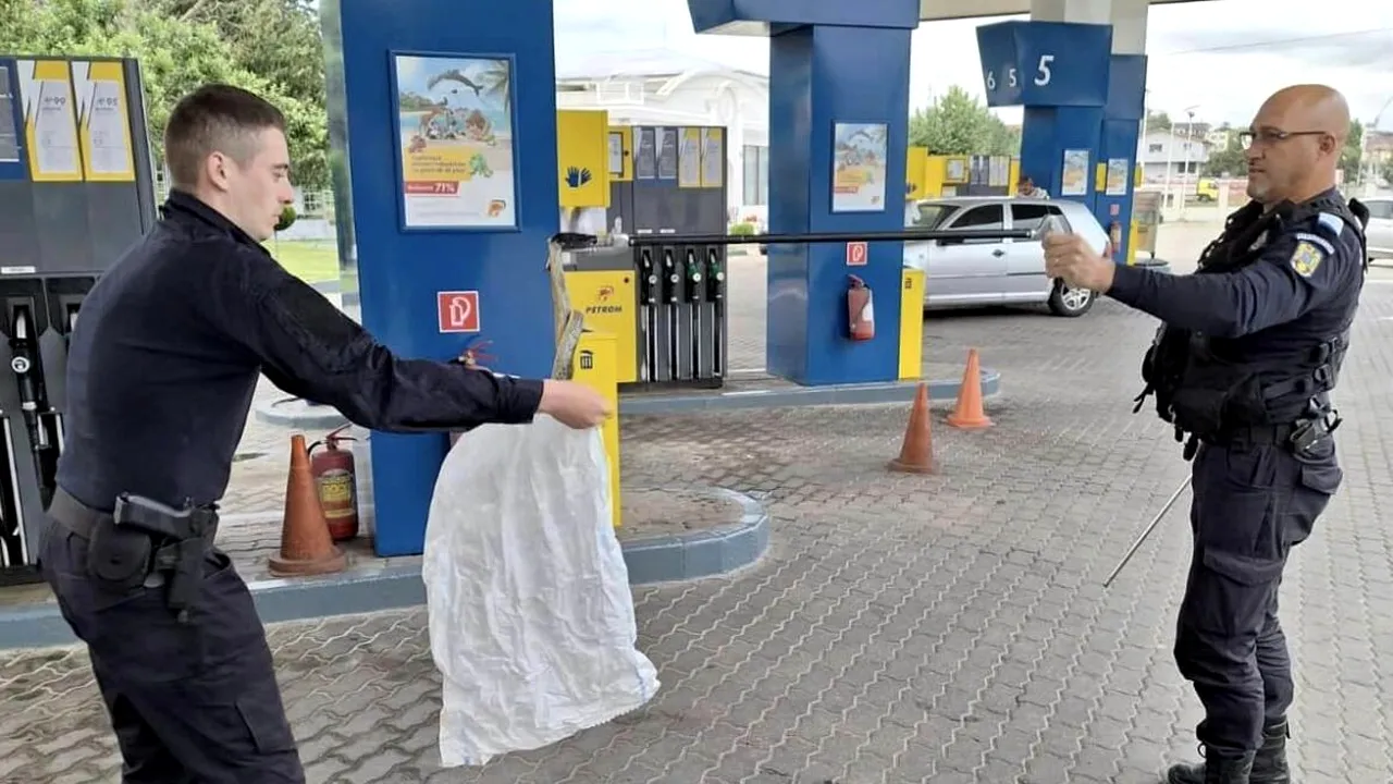 FOTO Panică la o benzinărie din Drobeta Turnu Severin. O REPTILĂ uriașă a pus „stăpânire” pe una din pompele de benzină