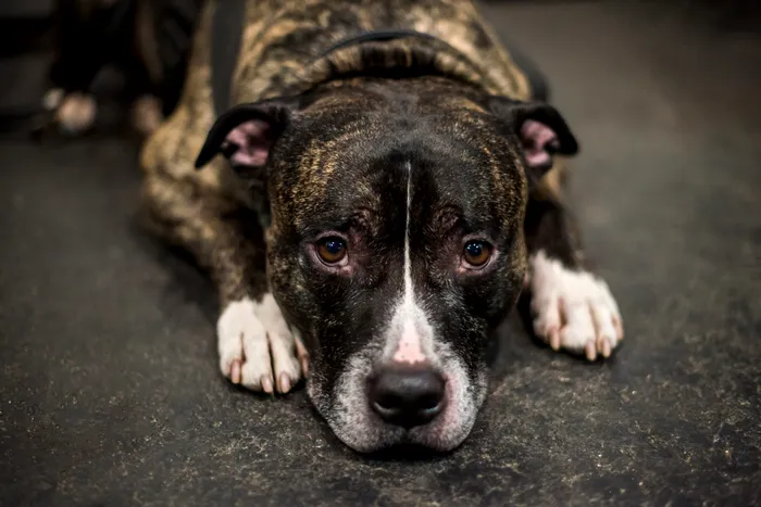 Bărbat din Galați, condamnat la un an de închisoare cu executare după ce a ucis un câine cu brutalitate