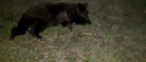 Un urs lovit de o mașină, pe DN 11 a fost tranchilizat și dus la Rezervația Zărnești