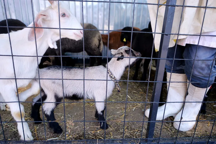 Carnea de miel se scumpește înainte de Paște. 