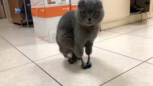 O pisică din Rusia, cu toate membrele amputate, poate merge din nou - VIDEO 