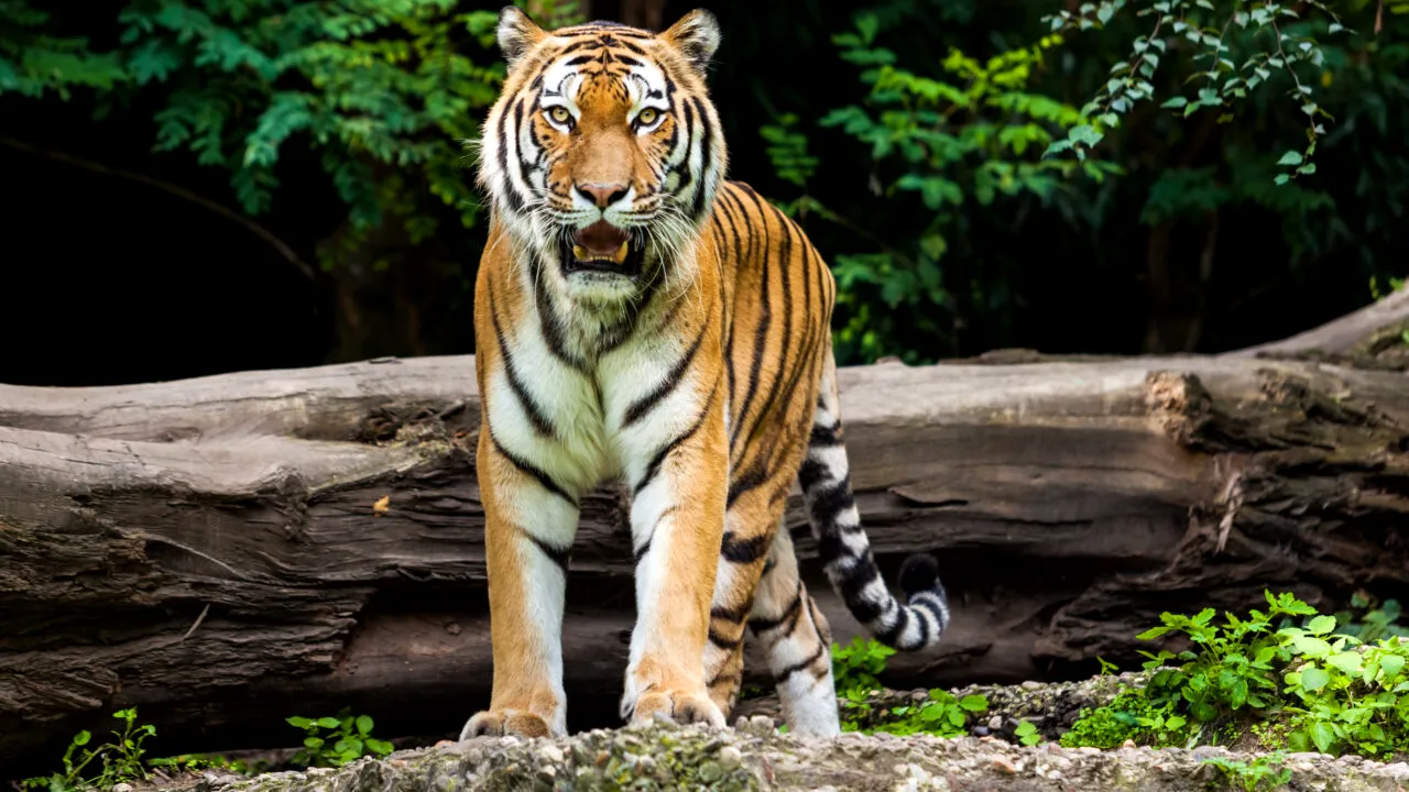 Povestea tigrului care a mâncat 436 de oameni în Nepal și India. Un singur vânător i-a venit de hac