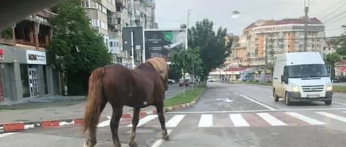 Cum a ajuns să se plimbe liber un cal prin centrul Botoșaniului - FOTO