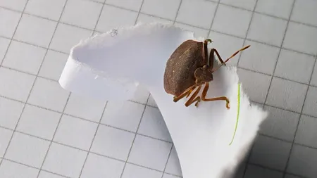 Invazie de ploșnițe la Spitalul Marius Nasta din Capitală. Zeci de pacienți din secția de pneumologie au fost mutați