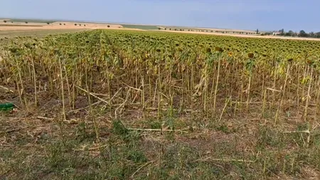 Hectare întregi de porumb și floarea-soarelui, distruse de SECETĂ în Dolj. Nu a mai plouat de mai bine de o lună și jumătate