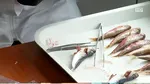 Peștii din Marea Neagră, tot mai MICI: cercetătorii trag un semnal de alarmă!