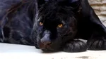 Cine a furat Pantera Neagră? Bulgaria a renunțat la vânătoarea lui Yeti de la Șumen