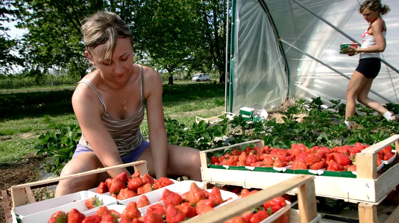 O afacere fără concurență. Cele mai bune căpșune din România cresc la 1.200 de metri altitudine