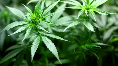 Un component din cannabis a ajutat pacienți din ATI să treacă mai repede peste infecția cu Covid