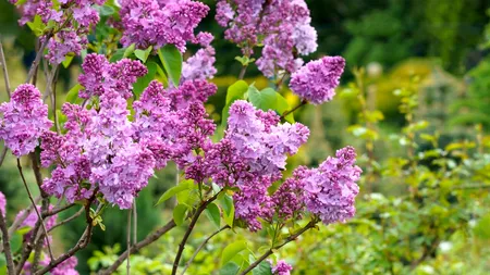 Flori de primăvară pe care să le ții în casă. Aduc noroc