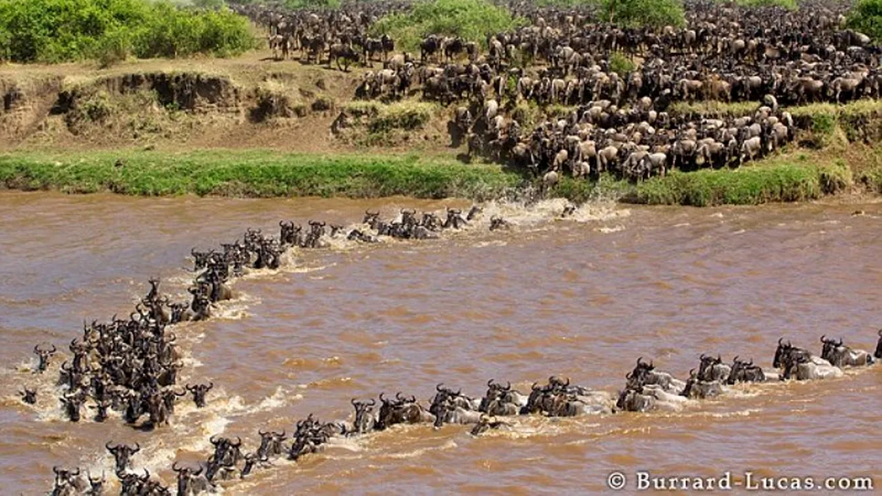 Cinci zile de migrație a antilopelor africane, comprimate într-un minut. Imagini spectaculoase