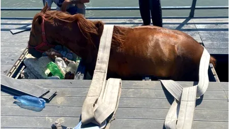 Pontonul de 80.000 de euro realizat de Primăria Alba Iulia a cedat sub greutatea unui cal