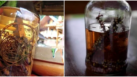 Planta MIRACULOASĂ care crește în România, cu proprietăți asemănătoare ginsengului. Unde o poți găsi