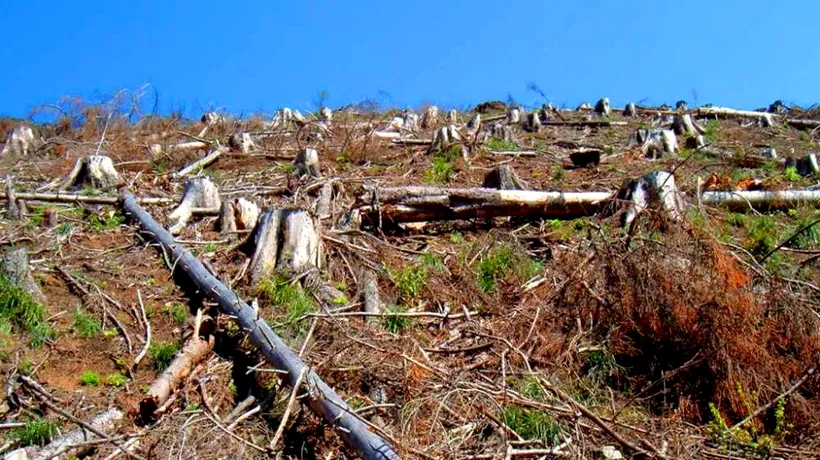 POLITICĂ. Senatorii au adoptat un proiect legislativ care prevede amenzi sau închisoare pentru cei care fură lemne sau puieţi din pădure
