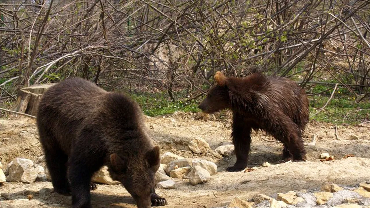 Ce probleme creează urșii în Băile Tușnad. Unul dintre păgubiți, tatăl fostului ministru Korodi