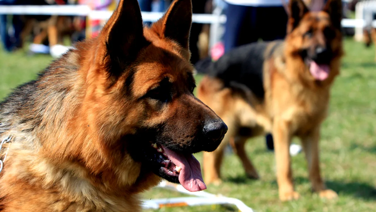 Primul câine din România care detectează mirosul cadaveric de sub apă, cel de sânge și lichid seminal, dresat la Sibiu