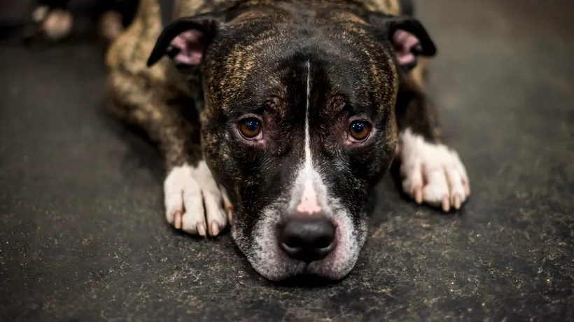 Proprietarul tulcean al unui câine, amendat cu 3.000 de lei pentru că nu i-a asigurat asistenţă veterinară patrupedului rănit