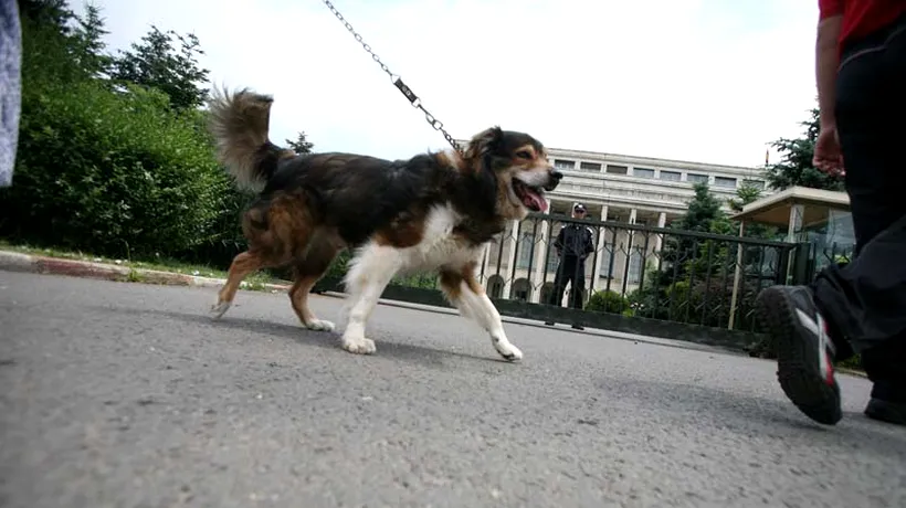 Bucureștenii care nu-și declară câinii vor fi amendați cu 3.000 de lei din ianuarie 2014