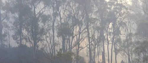 Incendiile din Australia ar putea afecta toată planeta. Anunțul făcut de NASA: cum se poate schimba atmosfera