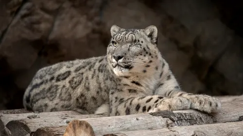Un leopard al zăpezii a fost confirmat cu COVID-19. Îngrijitorii de la grădina zoologică din San Diego nu cunosc sursa infecției