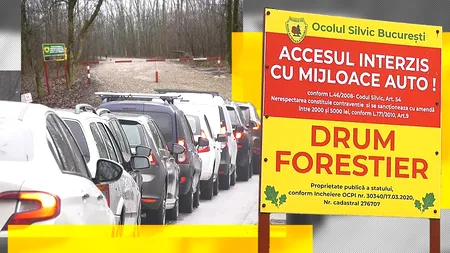 EXCLUSIV VIDEO | Haos în cartierul Greenfield Băneasa, după blocarea accesului auto pe drumul forestier. „Oamenii își vor pierde locurile de muncă. Nimeni nu este nebun să stea o oră și jumătate în trafic pe un drum de trei minute”
