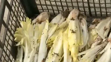 Andivele ROMÂNEȘTI din Moldova, pe cale de dispariție