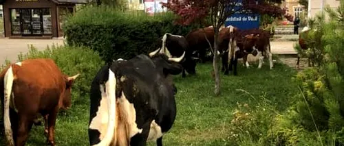 Vaci lăsate libere pe străzi deranjează orașul Vatra Dornei. Proprietarii au primit 170 de amenzi