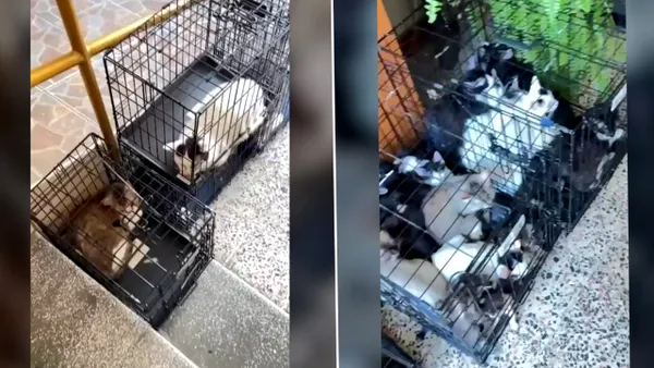 Peste 100 de pisici au fost salvate de poliție din 2 imobile din București. 84 dintre feline au fost găsite la adresa unei femei, după o sesizare