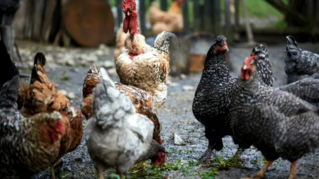 Se pune limită pentru fermele din curte. Amenzi de până la 6.000 de lei pentru cei care cresc ANIMALE la curte