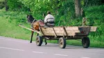 O MOLIMĂ MISTERIOASĂ bântuie un sat din Satu Mare. Brusc și simultan, zeci de oameni nu mai pot munci!