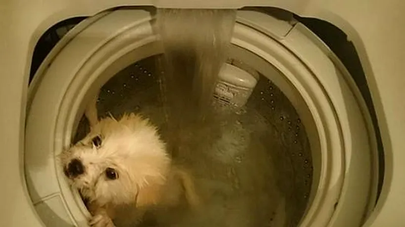 Fotografiile care au stârnit REVOLTĂ pe Facebook: ''Așa se spală rapid un câine''